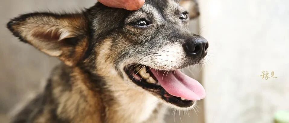 浴火重生“狗妈妈”