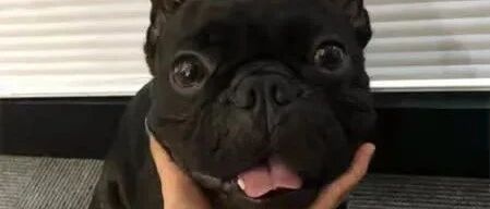 这只法斗诠释什么叫“狗狗眼”，亮晶晶可爱到爆！