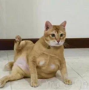 家养橘猪太大,有没有收猪的?急着卖......
