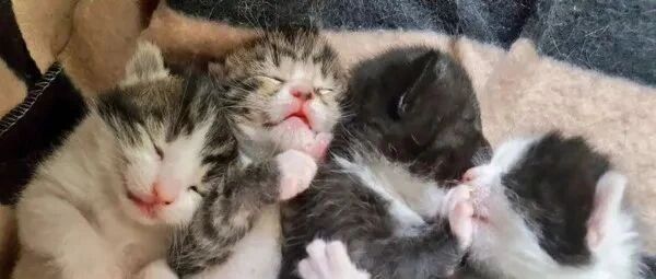 没养猫男子开抽屉时，惊见一只奶牛猫和一窝小奶牛，直接收编！网友：这是怎么进去的？