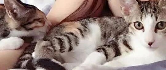 三花母猫绝育后，隔天却露出2颗大“铃铛”，网友都惊呆了！大呼太可怕！！