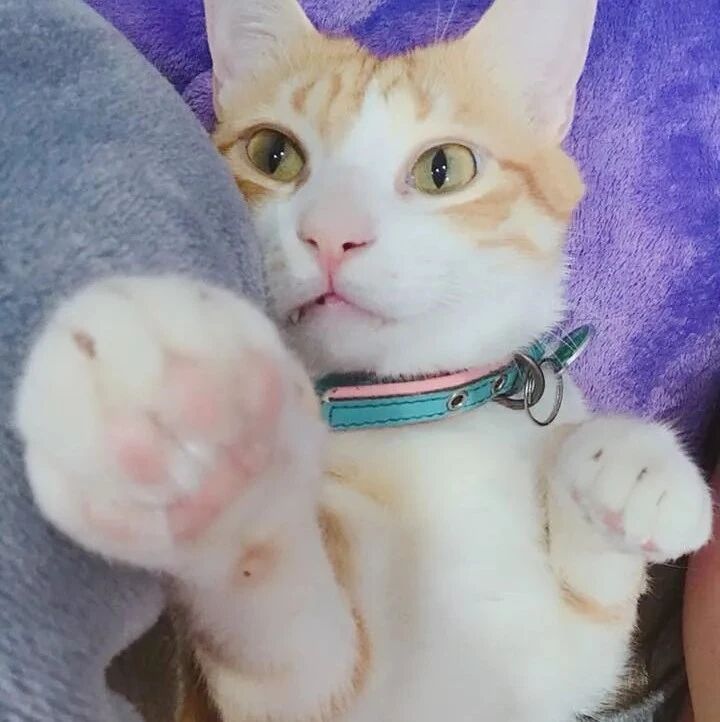 猫和宝宝抢玩具，还差点打起来，麻麻只好狠心做出这决定！网友：太偏心了，是亲生的不？