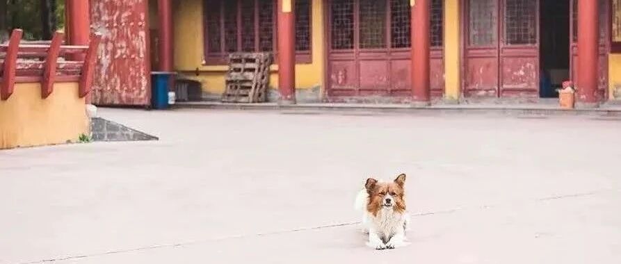 一座古寺，一个和尚的另类修行