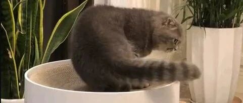 你摸狗狗，它会舔你！你摸猫，它会舔自己！！网友：这就是舔狗和高冷的区别！！