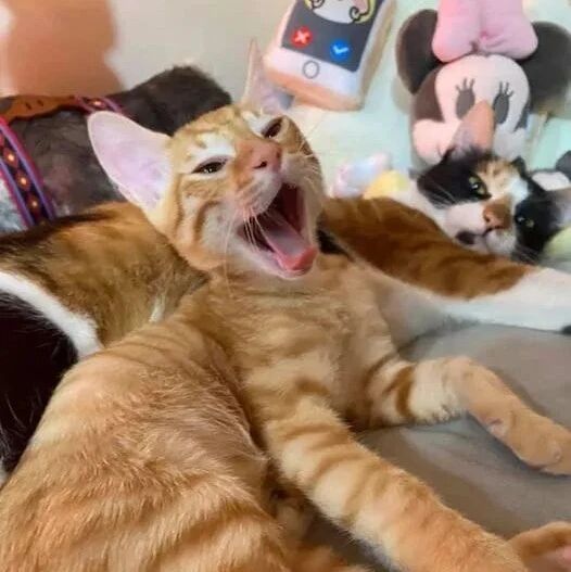 店里接连几天汉堡被盗，曝光“作案者”后，生意立马变好！网友：改天叫大橘光顾一下我店！