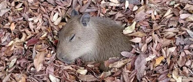 落叶堆里躺着一个大大的“耗子”,吓得路过女生连连尖叫!水豚:别吵着我睡觉!
