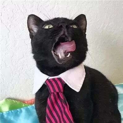 铲屎官之前捡到的四只喵，其中一只不仅行为古灵精怪，长得还...