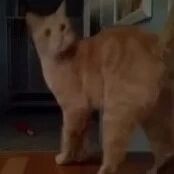 第一次见猫对尾哈气，这爆脾气，不太好惹啊！