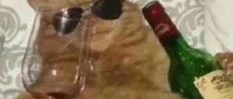 一只橘猫有多大?用橙汁对比一下惊呆了！大橘:本喵虽胖,但也是甜蜜的橘汁!