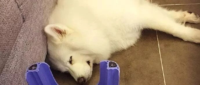 有触角，会动，有没有毒？蠢狗走着走着吞嘴里了，现在一动不动！