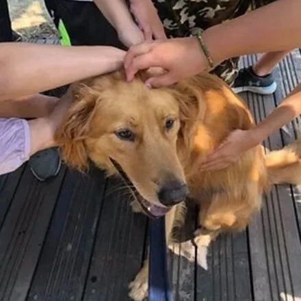 狗狗当众坐陌生大叔身前讨摸，主人在一旁牵绳子尴尬的说我像假主人！网友：它那家“贱贱”的样子太可爱了！！