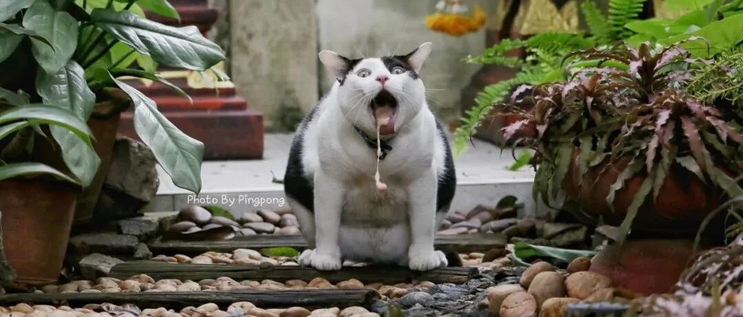 猫一想吐，主人就抓拍，然后就有了这画面，网友：又有表情包了，但奉劝吃饭时候千万别看！！