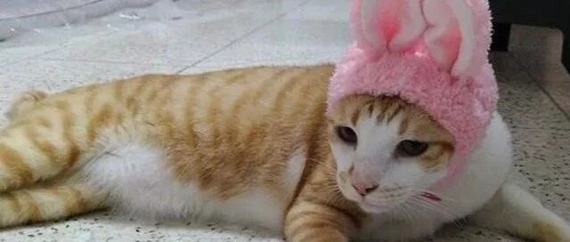 橘猫每次上厕所都发出奇怪的声音，带去看医生,医生大笑到:这样叫它才舒服!