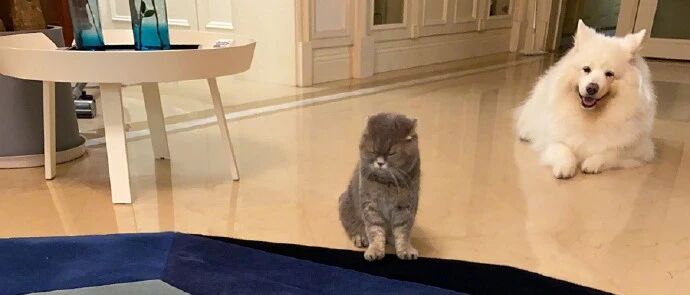 铲屎官太“娘”了，猫和狗看不下去纷纷嫌弃！网友：啧啧，太辣眼睛！！