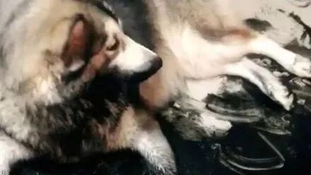 阿拉趁主人不在家，竟然用墨水在地上作了一幅画，场面太震惊了！！