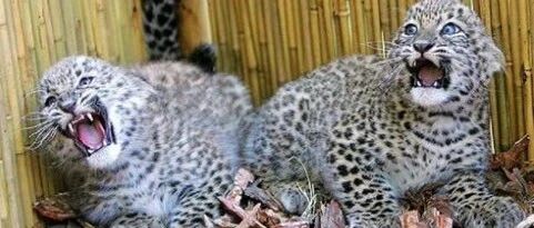 可爱豹豹睡觉打呼噜,还被饲养员肆意撸头!网友:虽穿名贵豹皮,但也离不开猫的本性!