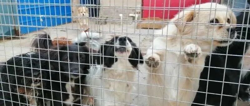 紧急求助：请帮帮寒冬断粮的600只流浪猫狗