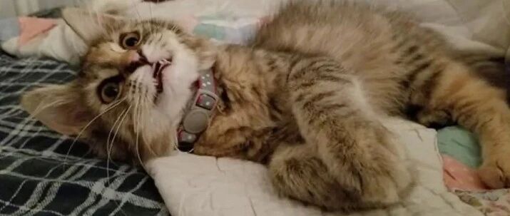 瘦弱肮脏小猫被收养后，越养越不一样，还长出了蓬松的松鼠尾！网友：“破茧成蝶”终美丽！！