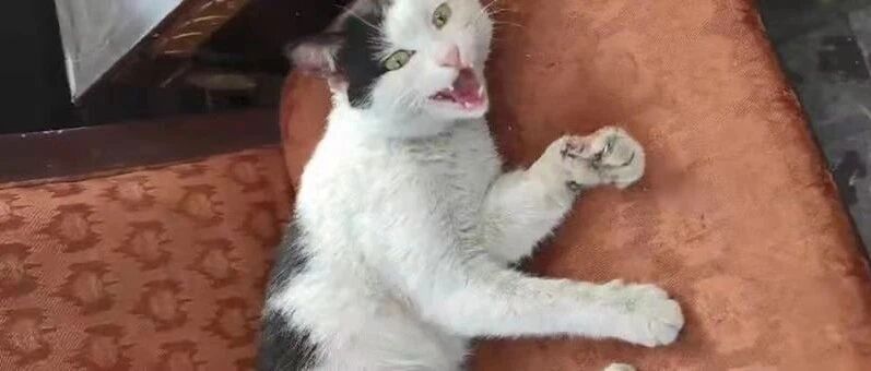 遇到这辈子最疑惑的事：当初我怎么捡了一只碎嘴奶牛猫当主子供？
