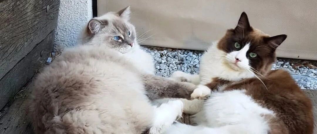 怕猫孤单，养了一池子锦鲤陪猫。网友：喵说它想养胖了再动手！！