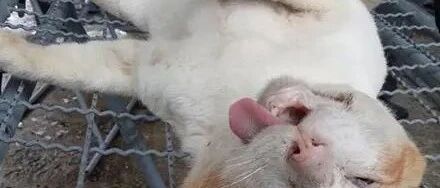 网友的猫喜欢出去浪，刚好动物救援组织下乡给猫做绝育，于是......