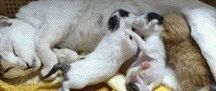 猫妈在喂奶时，两只小猫抢得好激烈，而边上的橘猫亮了!网友回复：大橘已定，休战吧小