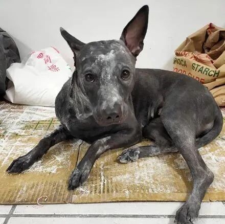 黑狗趁主人不注意偷偷跑去玩面粉，当看到这一幕时崩溃大喊前一天才的洗澡！网友：笑死了！