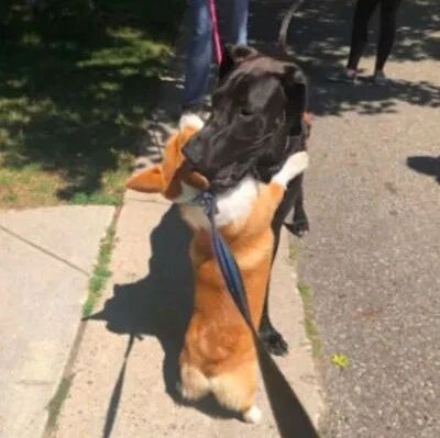 柯基热情的找大狗拥抱，结果身高差距太大只能伸直后腿才能抱到头，笑喷了！