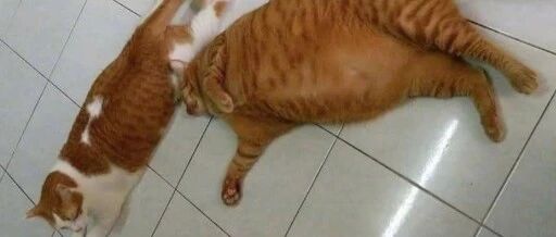 每喝一瓶橘子汽水,就会失去一只橘猫,太不可思议了!