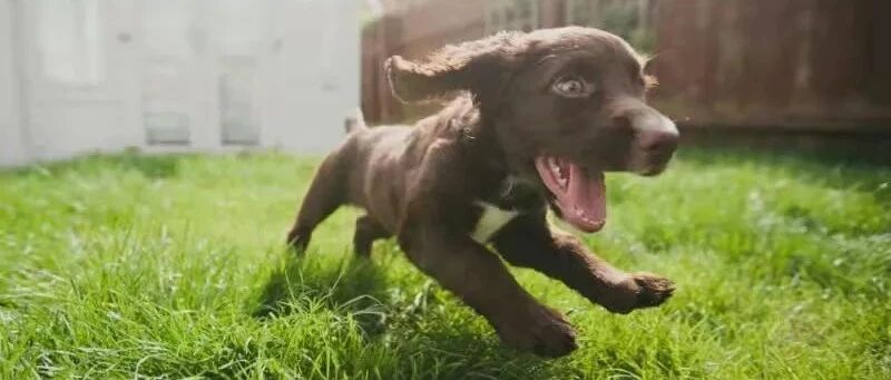 瘸腿狗狗被救后，铲屎官说千万不要和它比跑步，输狗又丢人！