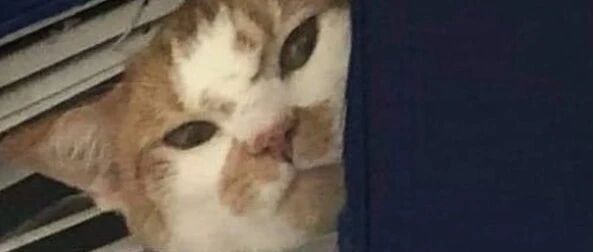 在门外刷漆却被猫误会没带它出去玩，然后露出这种表情，笑屎！网友竟然说不敢直视它眼睛！！