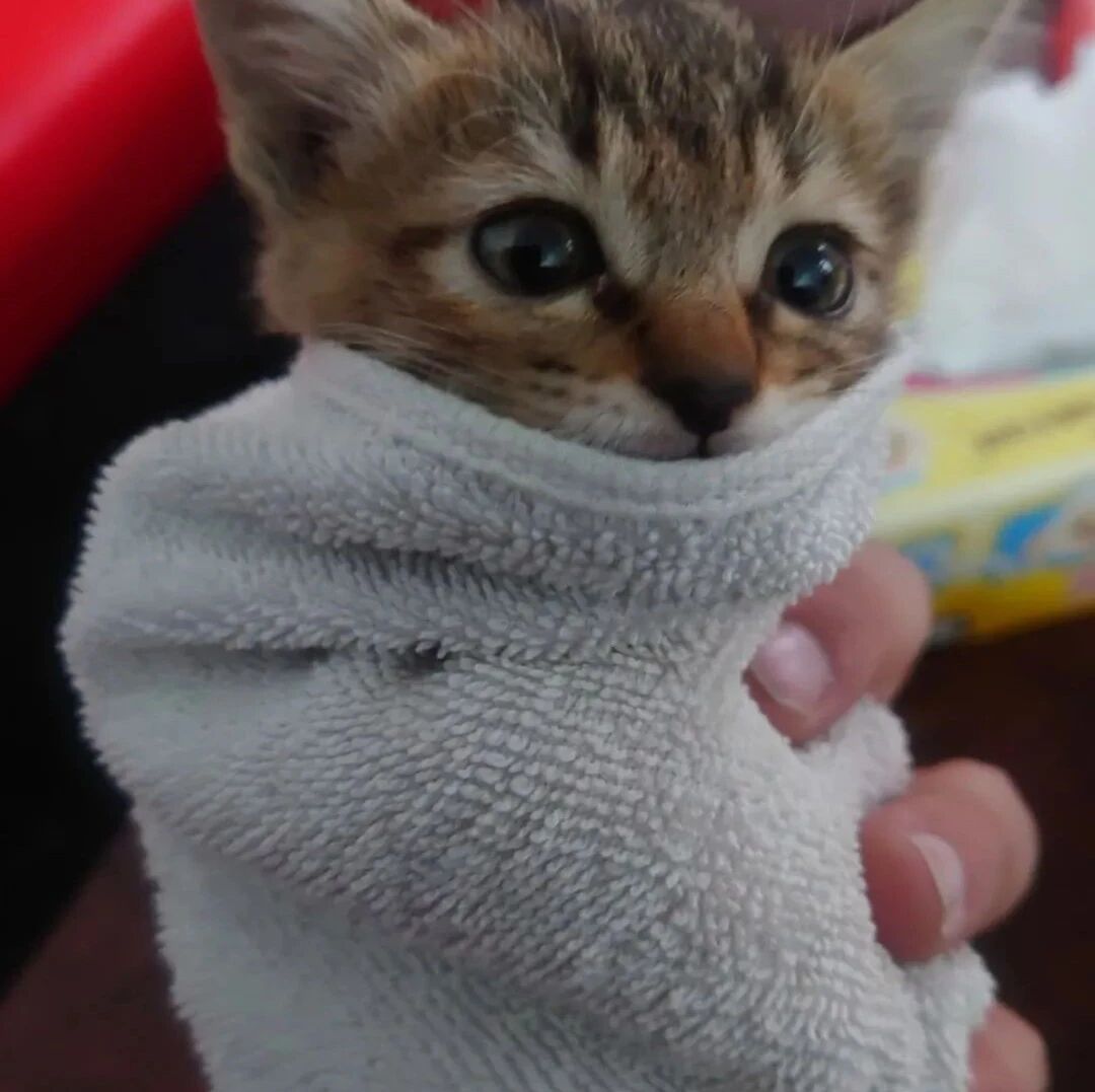 捕鼠陷阱抓到小猫，除害老板看傻眼，赶紧抱起处理！网友：看它可怜的表情好心疼！！