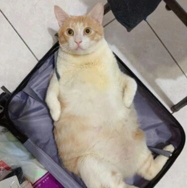 橘猫怎么都养不胖，换地方后立马胖3圈，网友：水土不服？