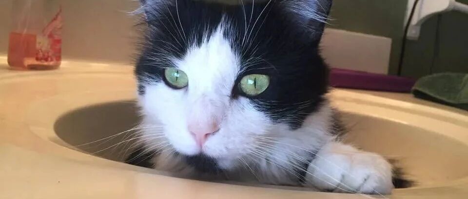 猫偷鞋没被责怪反而成网红，而且还是成双的偷，高达50多双！网友：“偷鞋大盗”！