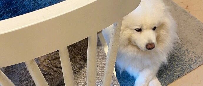 狗和猫因为某些原因吵架了，不劝！！网友：这样也看得下去！！