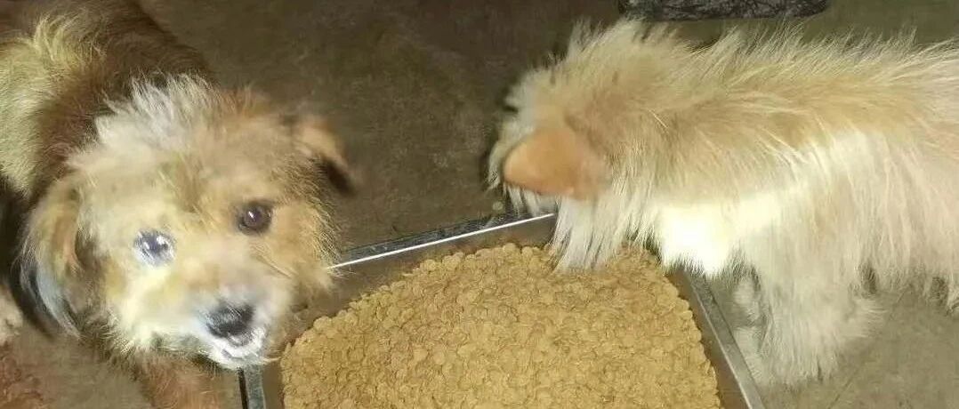 洪水冲垮常安救护站，千余只流浪狗处境艰难