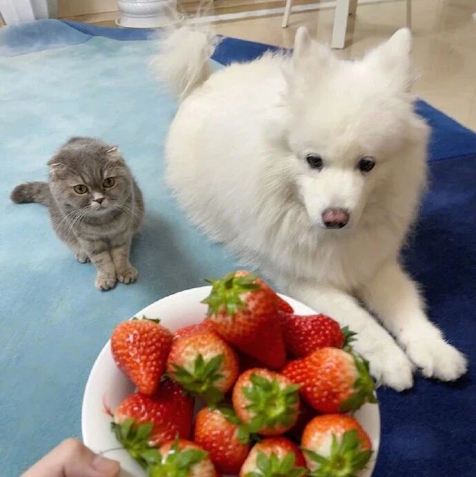 铲屎官说草莓比爱情都甜，狗狗和猫都看不下去了！网友：尝不到爱情的甜，只能说爱情苦！