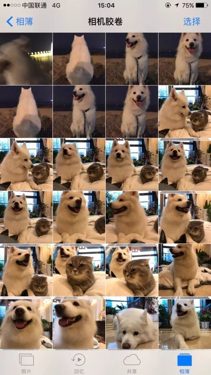 相信我，有了宠物后，你的手机相册也会这样！网友：谁说不是呢！