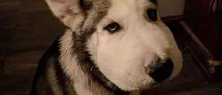 朋友家的狗，本以为是二哈和牛头梗的串，可知道真相后，笑疯了!