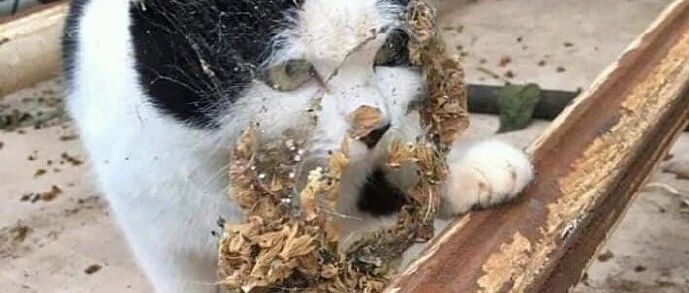 网友家的猫一夜未归，跑出去玩了，回来后就变成了这样子！网友:这喵究竟经历了什么？