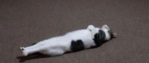 家发大水，铲屎急忙跑回救猫，没想猫却睡得跟死猪似的！