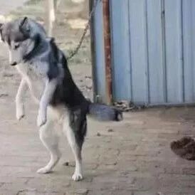 主人为了防止二哈上天，他竟然想出了这个方法，笑喷了....