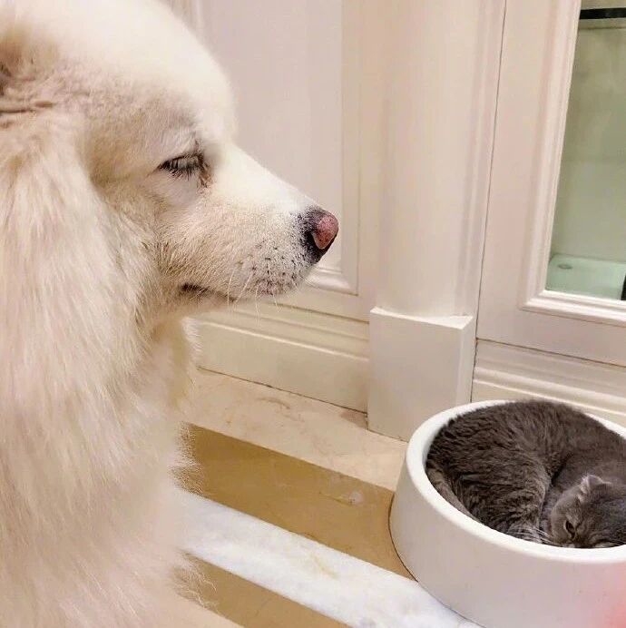 养了猫，你就是这么没底线……网友：那养狗呢？