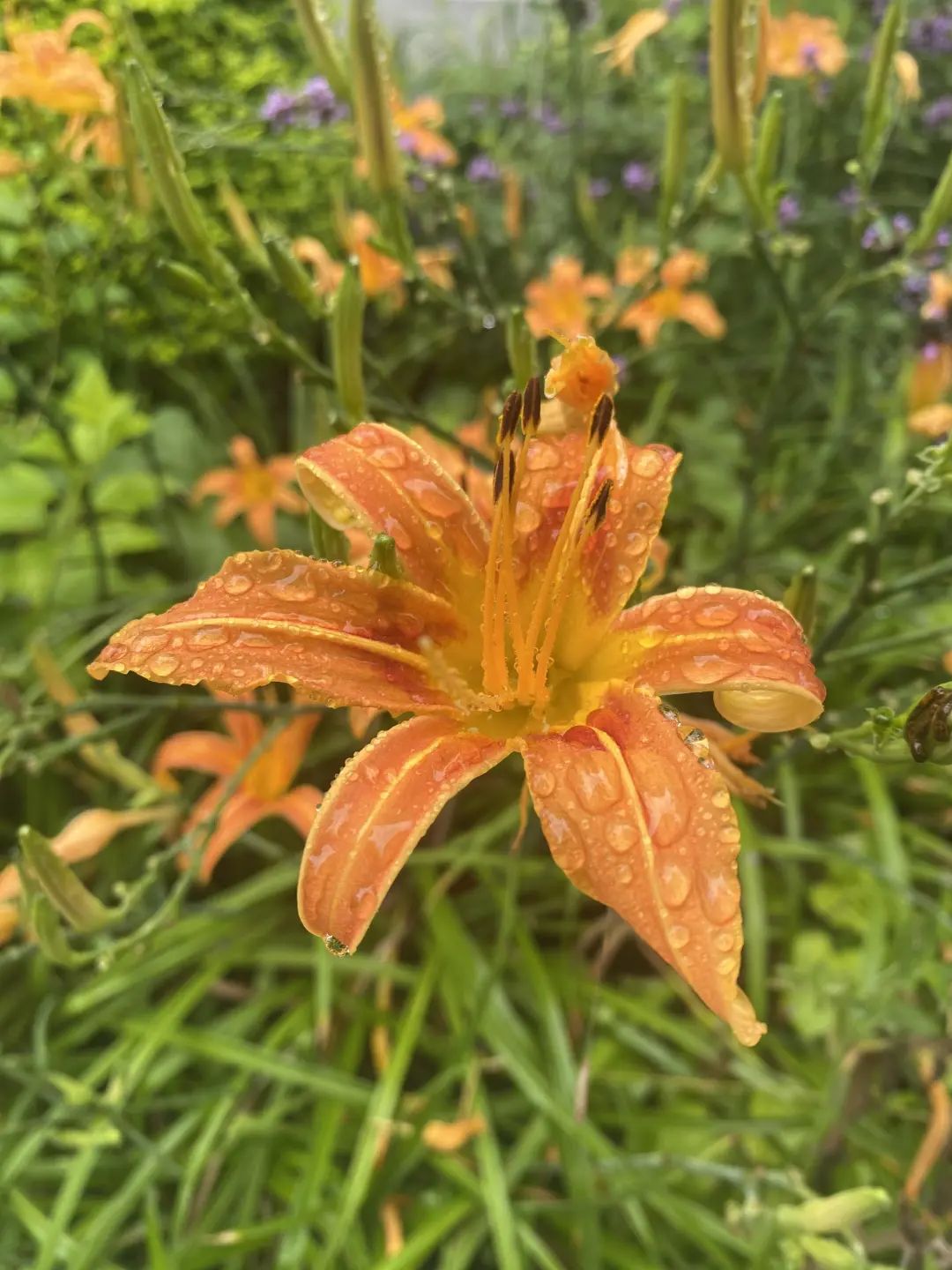 萱草的花期也特別漫長,從六月開始到九月底,近整整四個月.