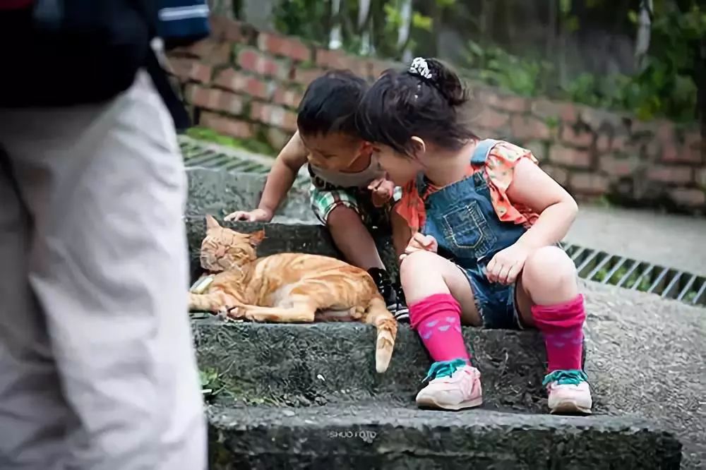 【藍瓶咖啡聯盟選文】台灣觀光旅行—貓奴必行的猴硐貓村之旅 旅行 第13張