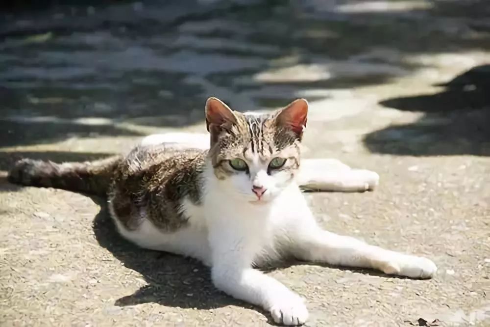 【藍瓶咖啡聯盟選文】台灣觀光旅行—貓奴必行的猴硐貓村之旅 旅行 第10張