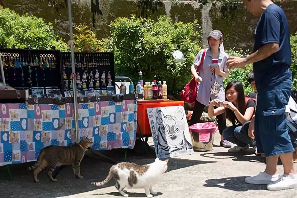 【生活美學選文】台灣觀光旅行—貓奴必行的猴硐貓村之旅 旅行 第3張
