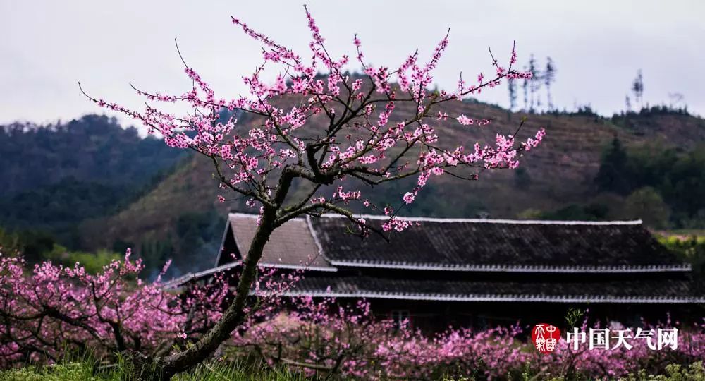 孤芳不自賞｜靖州最全賞花攻略來襲！ 戲劇 第7張