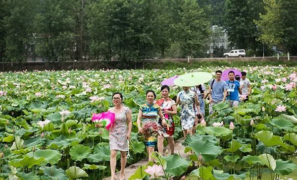 孤芳不自賞｜靖州最全賞花攻略來襲！ 戲劇 第10張