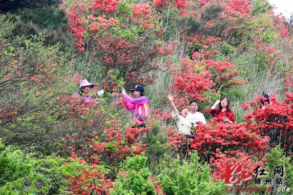 孤芳不自賞｜靖州最全賞花攻略來襲！ 戲劇 第8張